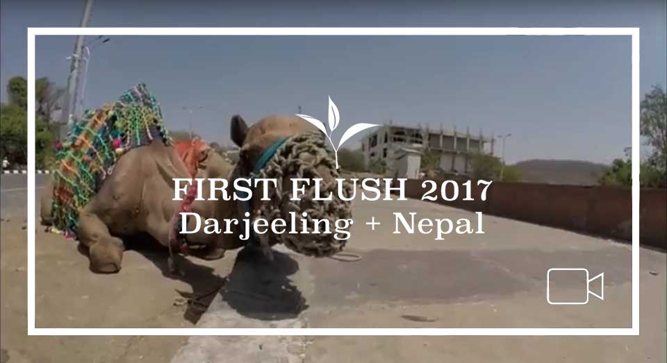 Tea Squared – First Flush Darjeeling and Nepal 2017